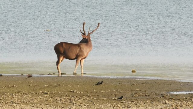 full shot of alert male sambar deer or rusa unicolor near rajbagh lake blue water taking smells of sensing a threat of a tiger at ranthambore national park forest or tiger reserve rajasthan india