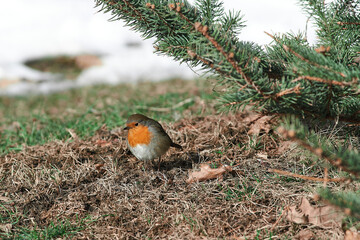 Erithacus rubecula sit on ground
European robin, robin, robin redbreast sit on snow Volgograd region, Russia