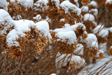 Hydrangea, hydrangea flowers under snow in winter