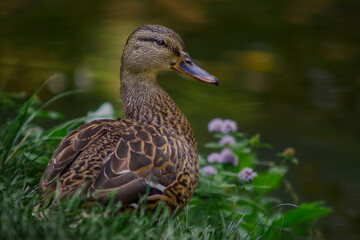 Wild duck portrait on the waterfront