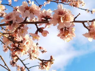 almond almonds tree frowers