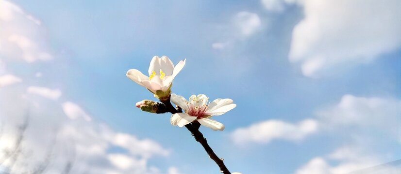 almond almonds tree frowers