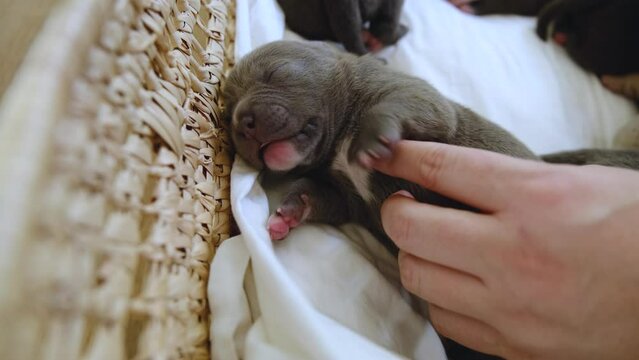 Raising American Bully Puppies. Sleeping in a wicker basket are several cute and small blue bully puppies.