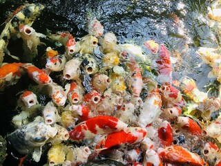 Many types and colors of koi fish in the pond are begging for food.