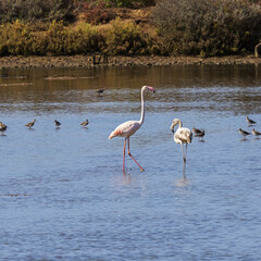 Flamingos wading in the  Odiel Marshes on Bacuta Island near Huelva. Selective focus on the flamingos