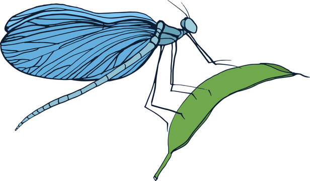 Dragonfly with Leaf Vintage Hand Drawn Illustration