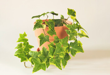  English ivy in clay plant pot on white background.