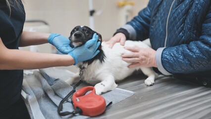 Shy little dog at the veterinarian's appointment.