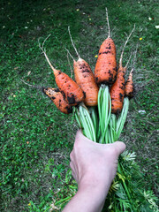Hand holding a bunch of fresh dirty carrots 