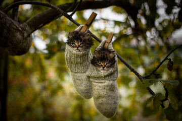 Two grey siberian kitten hanging on a tree in woolen socks.