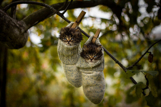 Two grey siberian kitten hanging on a tree in woolen socks.