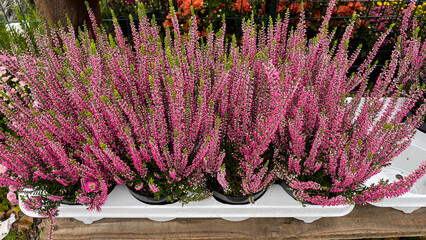 Close-up pink blooming heather pots, top view.