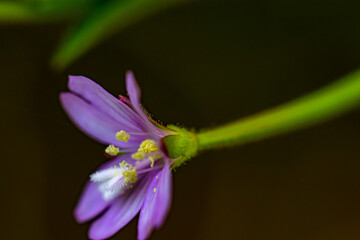 Claytonia sibirica flower in meadow, close up shoot