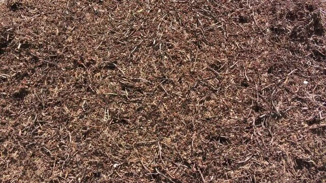 Top view running forest ants on an anthill of pine needles