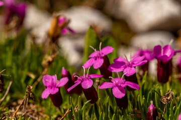 Silene acaulis flower in mountains, close up 