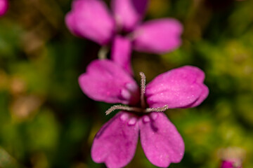 Fototapeta na wymiar Silene acaulis flower in mountains, close up shoot 