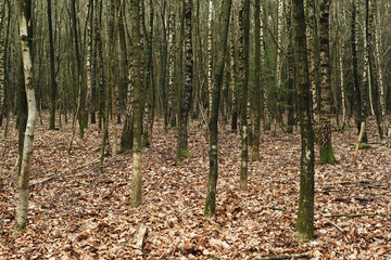 Birch trunks in a forest in winter.