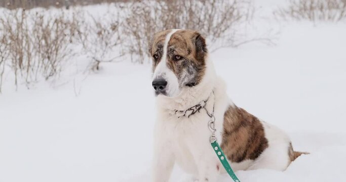 Big dog of the Alabai, a Central Asian shepherd breed in winter on the street. Close-up shooting. Shepherd, a guard dog of huge size