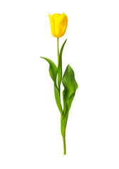yellow tulip isolated on white background. vertical