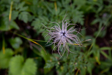 Pulsatilla alpina flower in mountains