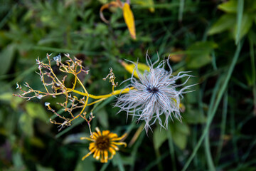 Pulsatilla alpina flower growing in mountains