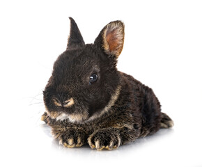 Obraz premium Rex rabbit in studio
