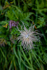 Pulsatilla alpina flower in mountains, close up 