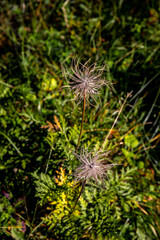 Pulsatilla alpina flower in mountains, close up shoot