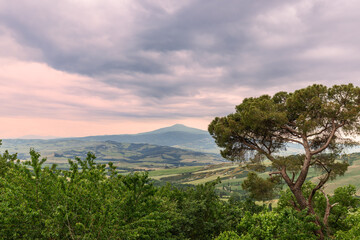 Fototapeta na wymiar A huge pine tree with a background of endless green meadows of Tuscany crossed by rural roads and finishing beyond the horizon. Val d'Orcia, Italy