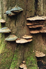 Tree trunk overgrown with fungus.
