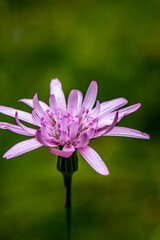 Fototapeta premium Scorzonera rosea flower growing in mountains, close up 