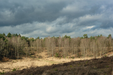 Fototapeta na wymiar Sunlight over a hilly landscape with birch, heather and pine trees under a cloudy sky.