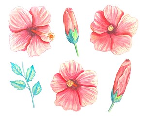 Set of  hibiscus flowers and buds .Watercolor illustration