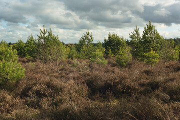 Young pine trees in sunlight among heather bushes under a cloudy sky.