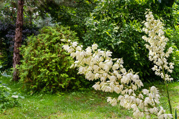 A lot of delicate white flowers Yucca filamentosa plant on sunlight. Beautiful big flowers known as...