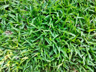green grass background
