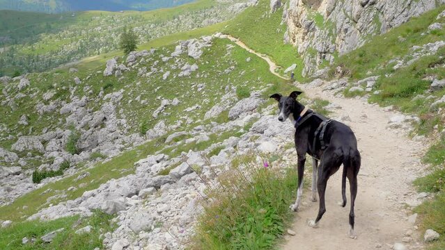 A greyhound without leash stands still waiting for its masters on a high mountain path in Italy, looks at the horizon and then turns towards the camera.