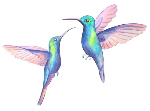 Hummingbirds. Watercolor illustration