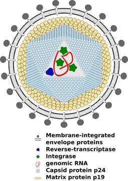 Human T-lymphotropic virus (HTLV-I)