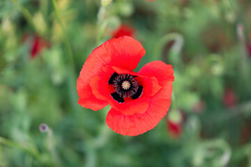 Close up red poppy flower bud on a green field (Selective Focus)