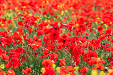 Wild red poppies in a Tuscan meadow. Val d'Orcia, Italy (Selective Focus)