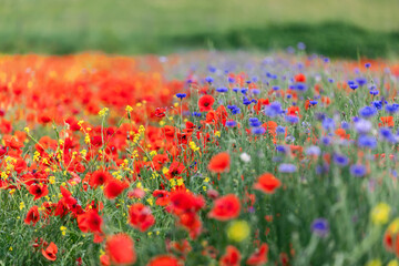Red poppies and other meadow wild flowers in Tuscany, Italy (Selective Focus)