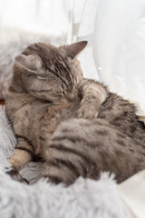 毛繕いをする猫　サバトラ猫