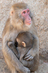 ニホンザルの親子