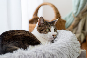 くつろぐ猫　キジトラ白