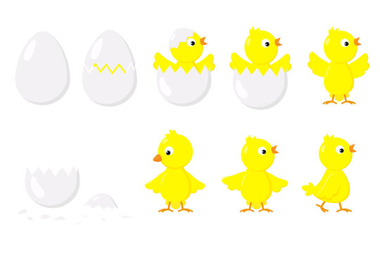 Appearance of a newborn chicken from an egg. Chicken hatching stages. Cute cartoon baby bird. Color vector illustration.