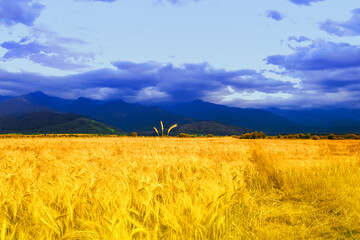 Obraz premium Ukrainian flag. Picturesque view of mountain landscape with yellow wheat field under blue sky