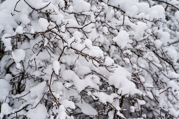 Abstract winter background with snow-covered branches of trees