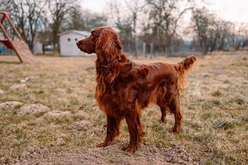 Happy Irish setter dog playing outdoors at spring time