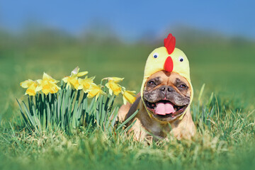 Happy French Bulldog dog with easter chicken hat next to daffodil spring flowers